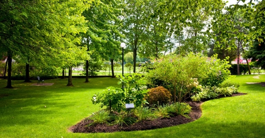 beautiful trees in yard